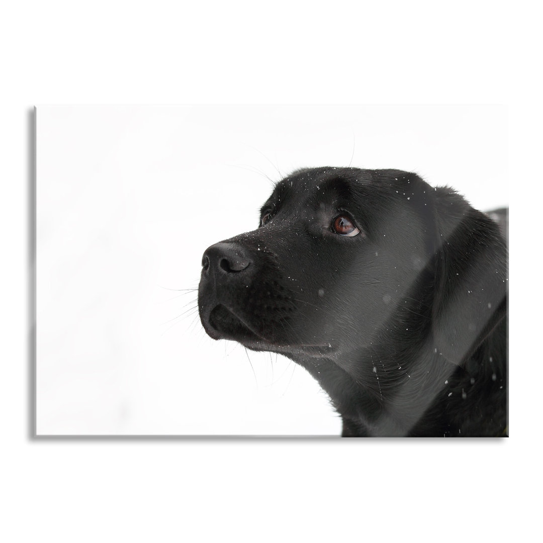 Glasbild Schwarzer Labrador im Schnee