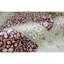 Wool Oriental Indoor Rug
