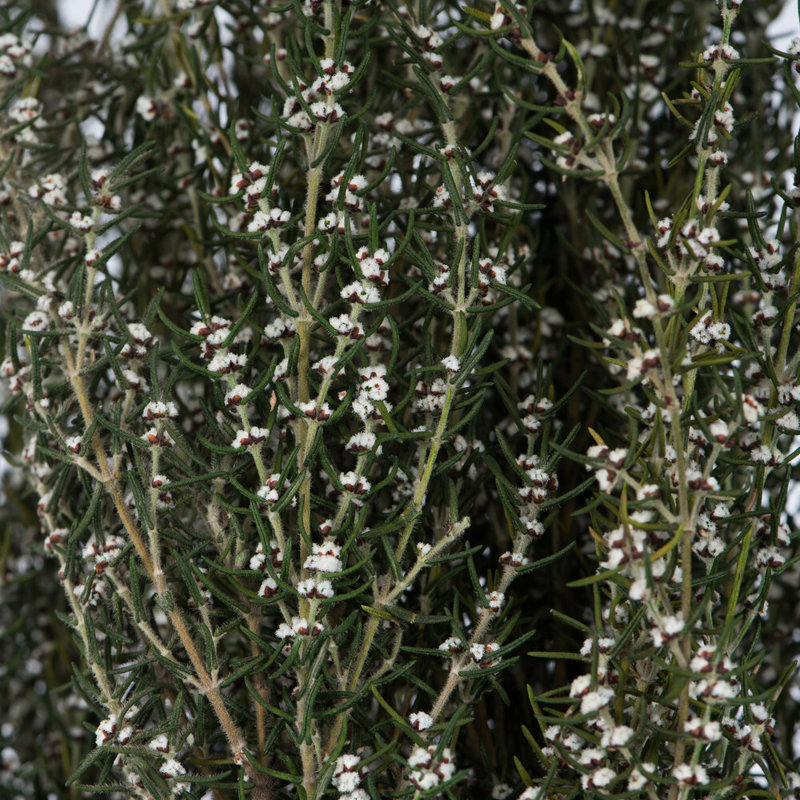 Plante à feuillage préservé 22 po, Blanc