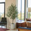 7FT Olive Tree KD