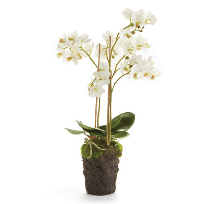Conservatory Phalaenopsis Drop-in