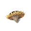 Sunflower Head