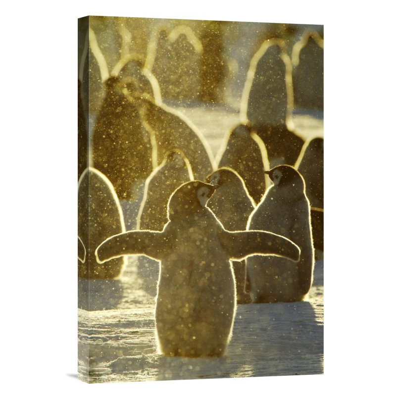 " Emperor Penguin Chicks, Riiser-Larsen Ice Shelf, Antarctica ", 18" H x 12" W, Wrapped Canvas