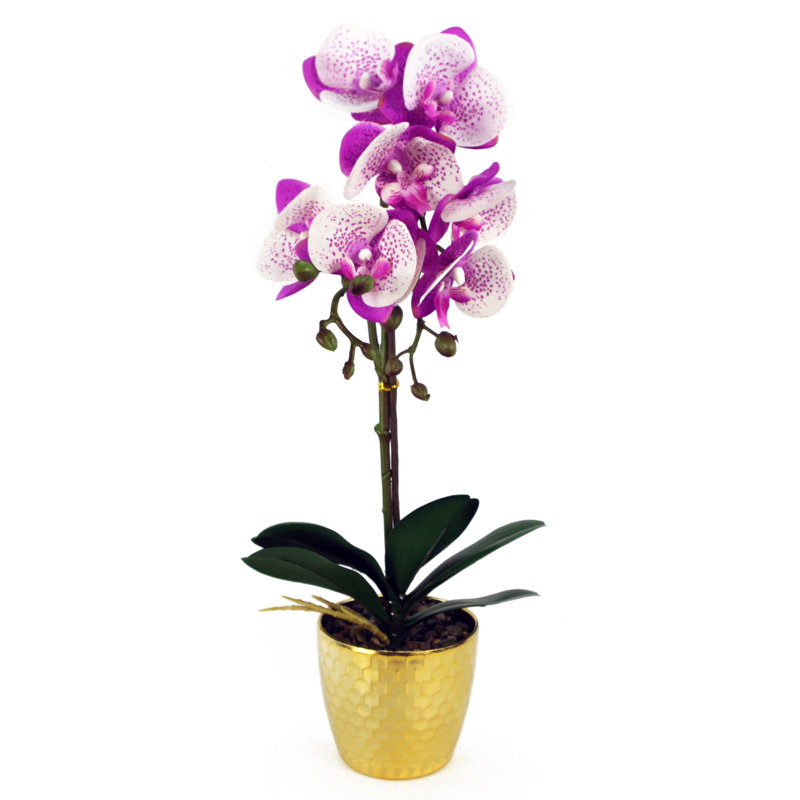 Anneus 50cm Plant