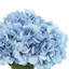 Hortensias dans un vase en verre