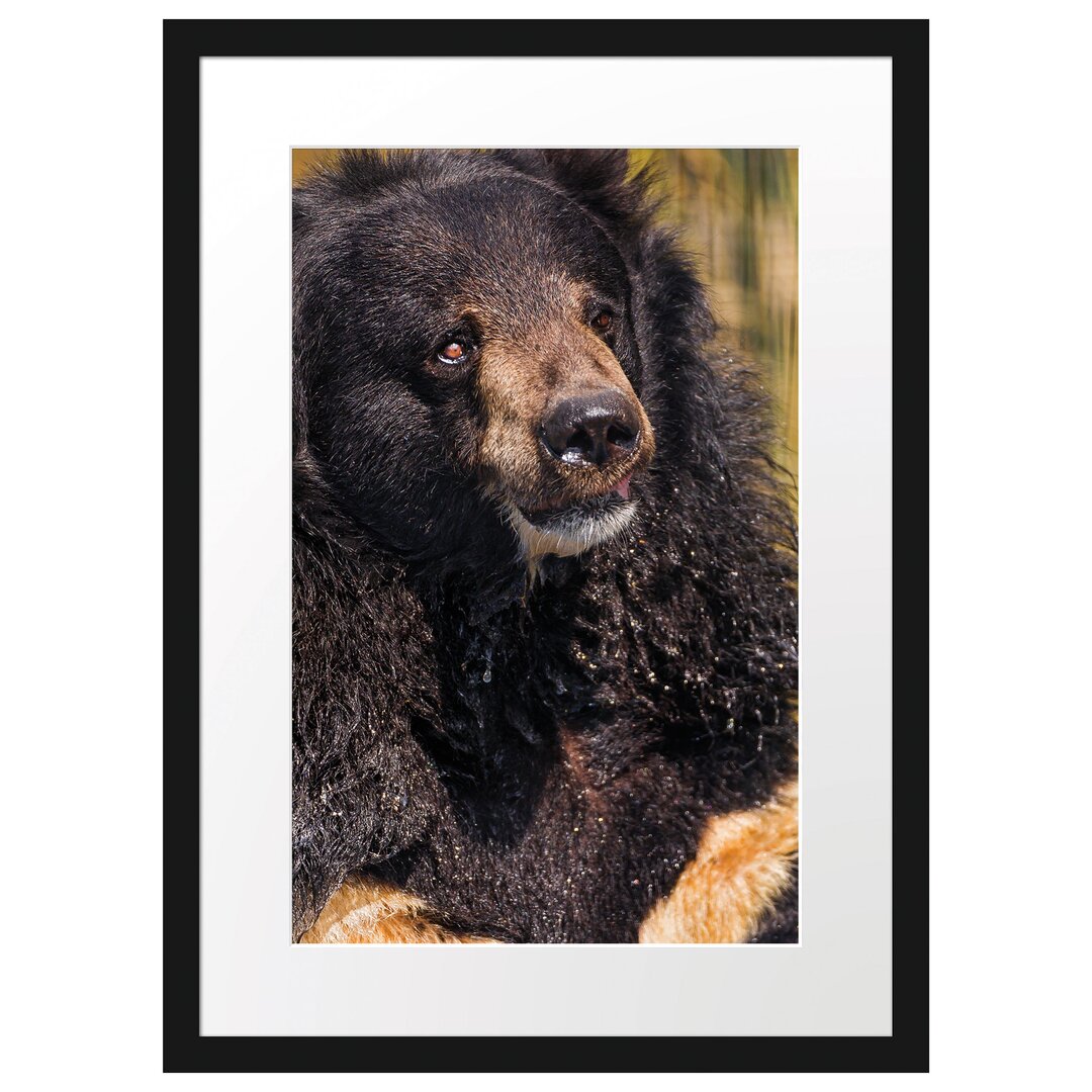 Wet Malay Bear Gerahmter Fotodruck Poster