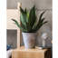 Plante agave en pot