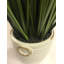 Herbe de feuillage de bureau en pot