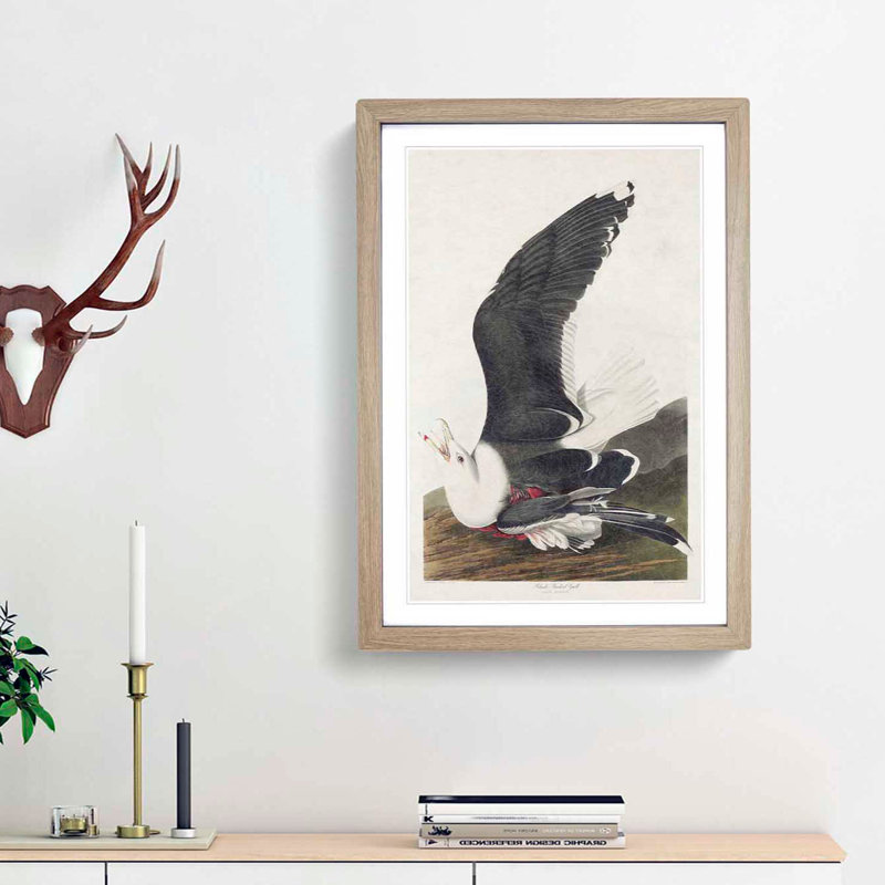 Black-Backed Gull by John James Audubon - Picture Frame Art Print, 36cm H x 27cm W x 2cm D, Oak Framed