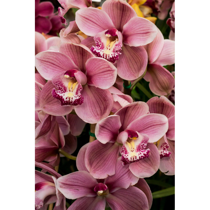 Cymbidium Orchid Flower - Photographie sur toile tendue, H 18 po x l 12 po