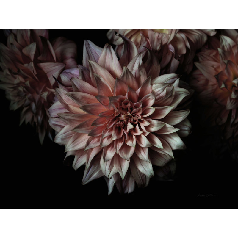 «Peach Dahlias» par Elise Catterall - impression sur toile tendue, H 12 po x l 16 po