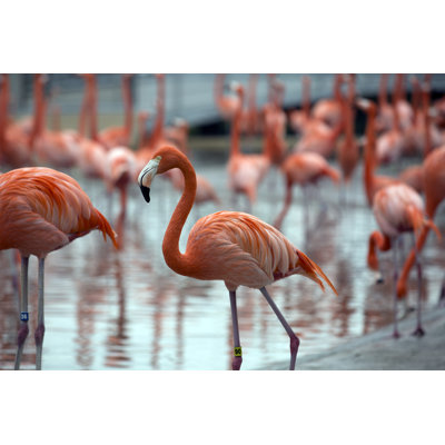 Flamingo Feather Background by Vzphotos - Wrapped Canvas Print