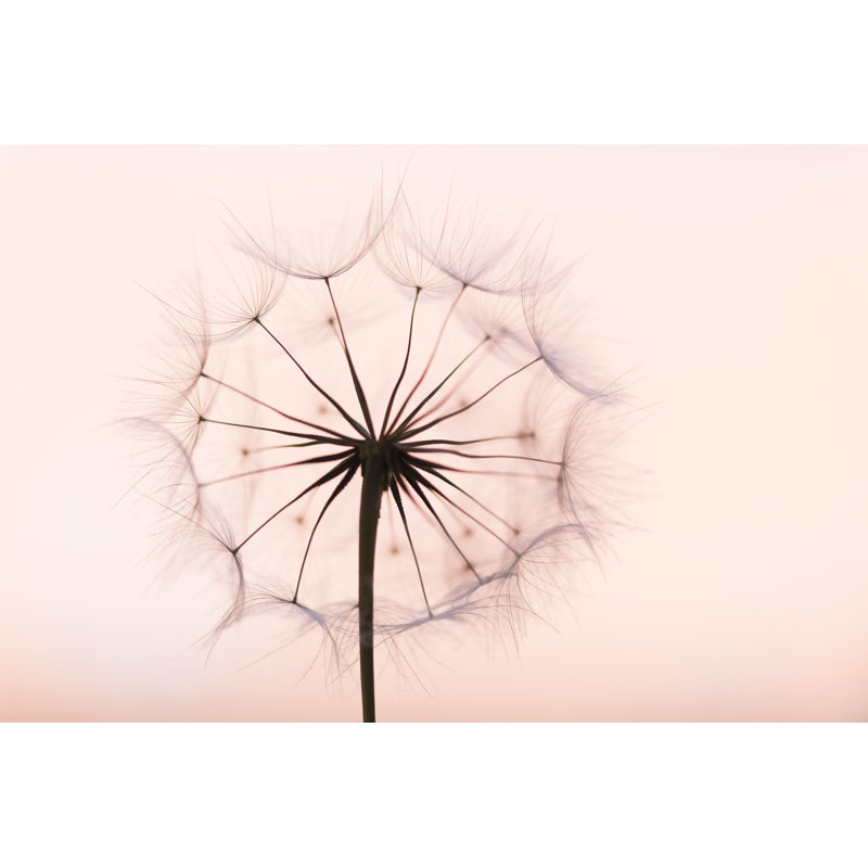 Pissenlit - Photographie sur toile, H 12 po x l 18 po