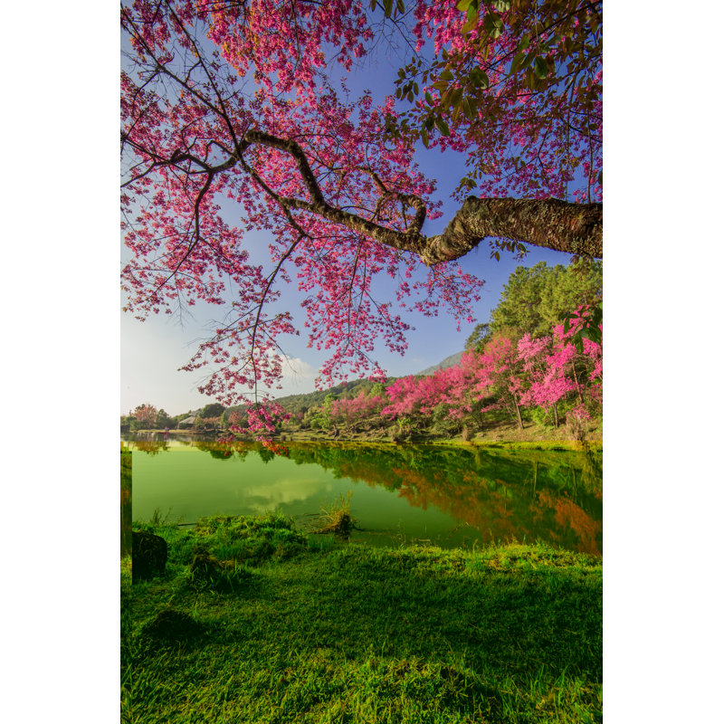 Fleur de cerisier - Photographie sur toile tendue, H 18 po x l 12 po