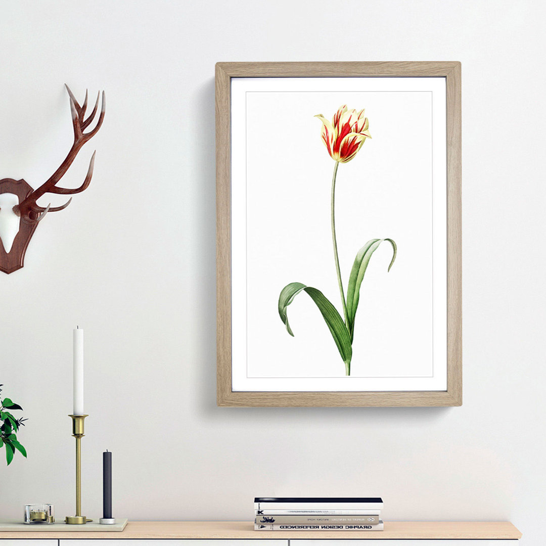 Didier's Tulip by Pierre-Joseph Redoute - Picture Frame Painting Print
