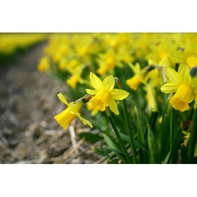 Daffodils Closeup by Wikkie - Wrapped Canvas Print