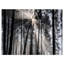 «Sunbeam Through Black White Forest», photographie-35125685-35125691