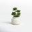 11'' Faux Succulent in Ceramic Pot