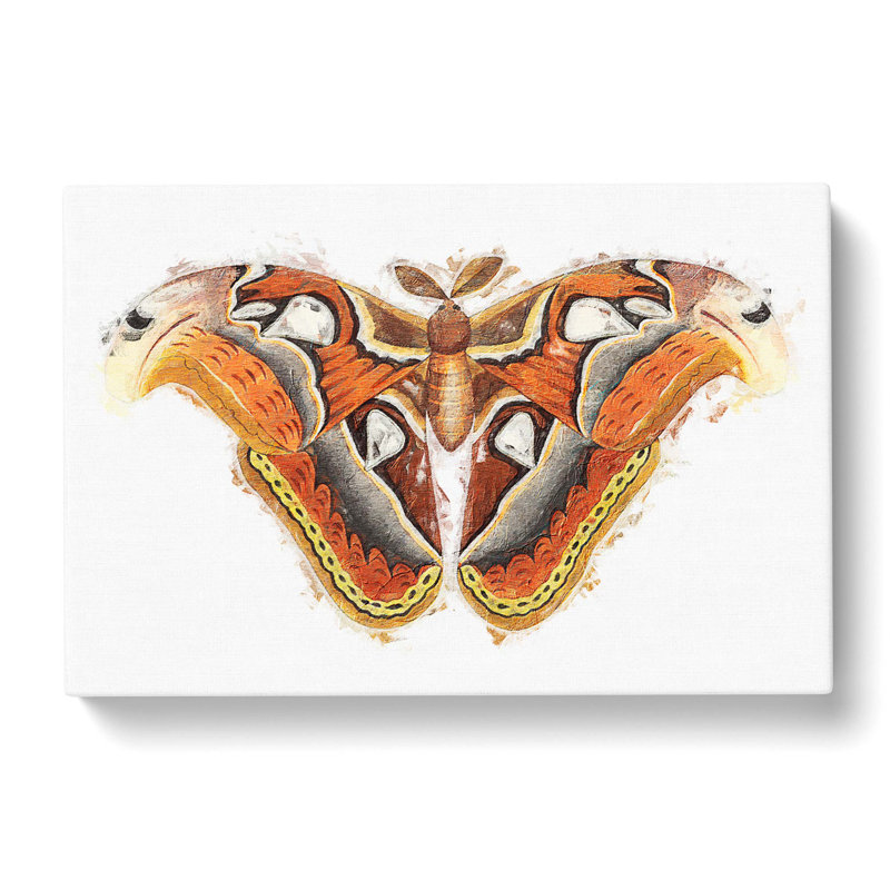 Atlas Moth by George Shaw - Wrapped Canvas Painting, 40cm H x 60cm W x 3cm D