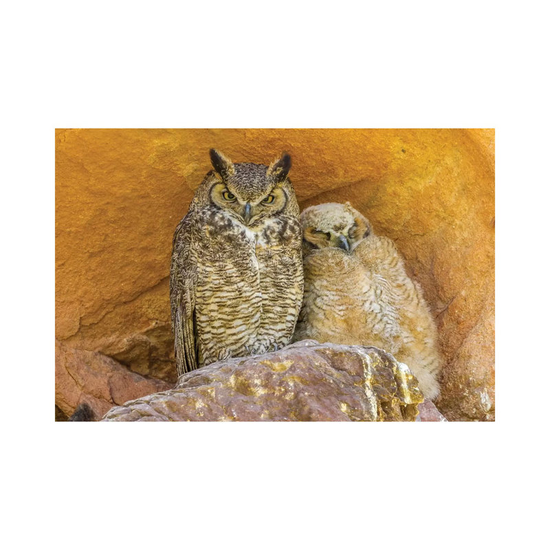 USA, Colorado, Red Rocks State Park. Great horned owl and owlet at nest in rocks. 1 Piece Wrapped Canvas Wall Art