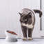 Bol à chat-82824715