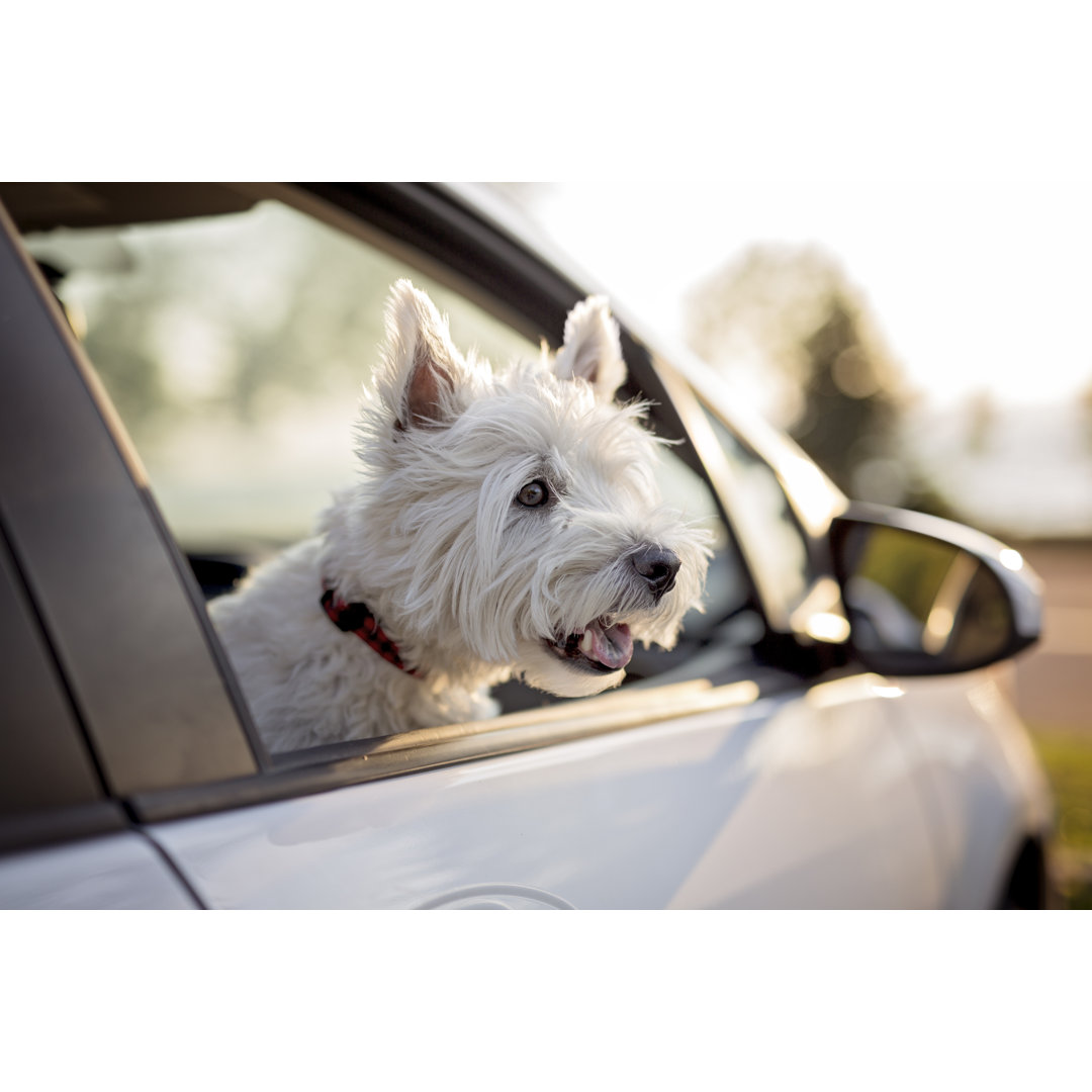 Leinwandbild West Highland White Terrier ein sehr gut aussehender Hund