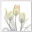 Sunday Morning Tulips Two - Wrapped Canvas Print-41602433