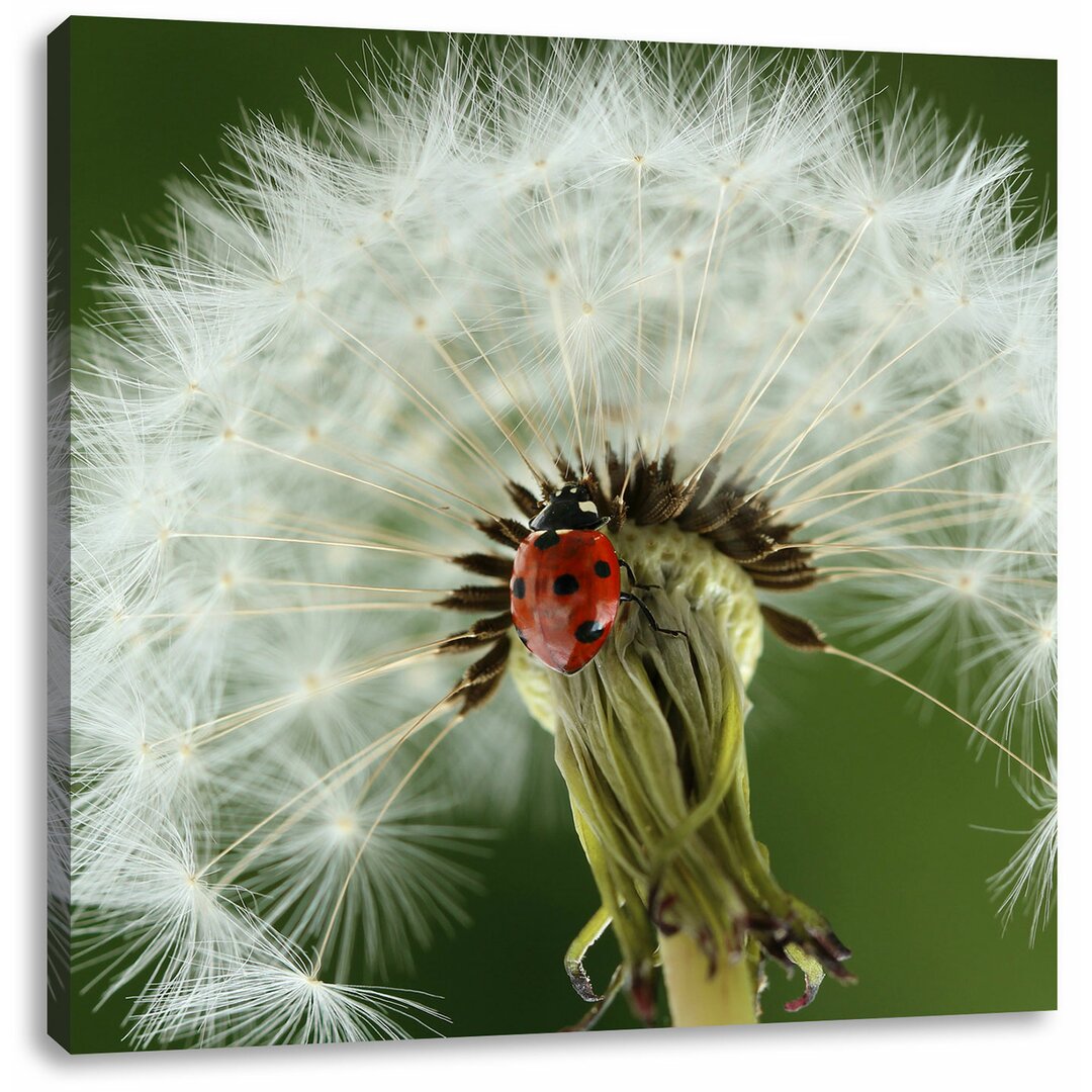 Leinwandbild Marienkäfer auf Pusteblume