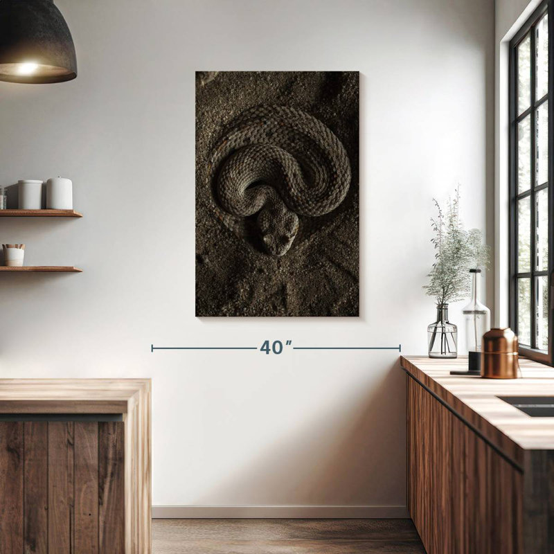 Brampt Coiled Horned Rattlesnake, 39" H x 26" W