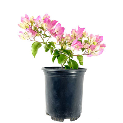 Imperial Thai Delight Bougainvillea Tree - Live Plant in a Grower's Pot - Beautiful Flowering Shrub for The Patio and Garden