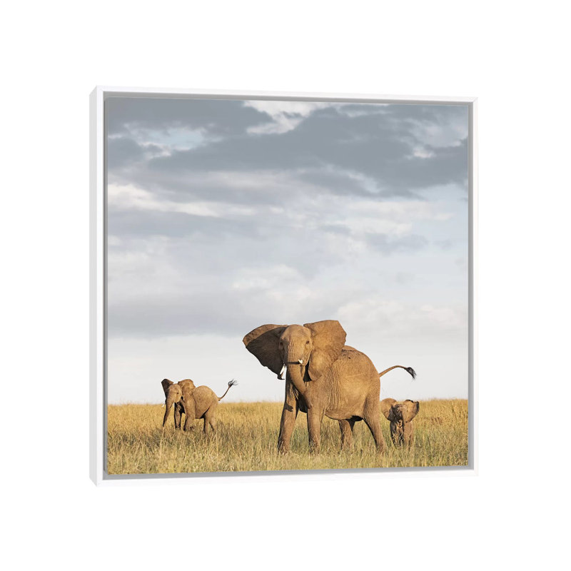 Colour Elephant & Calves by Klaus Tiedge - Print on Canvas, 66.04 cm H x 66.04 cm W, White Framed