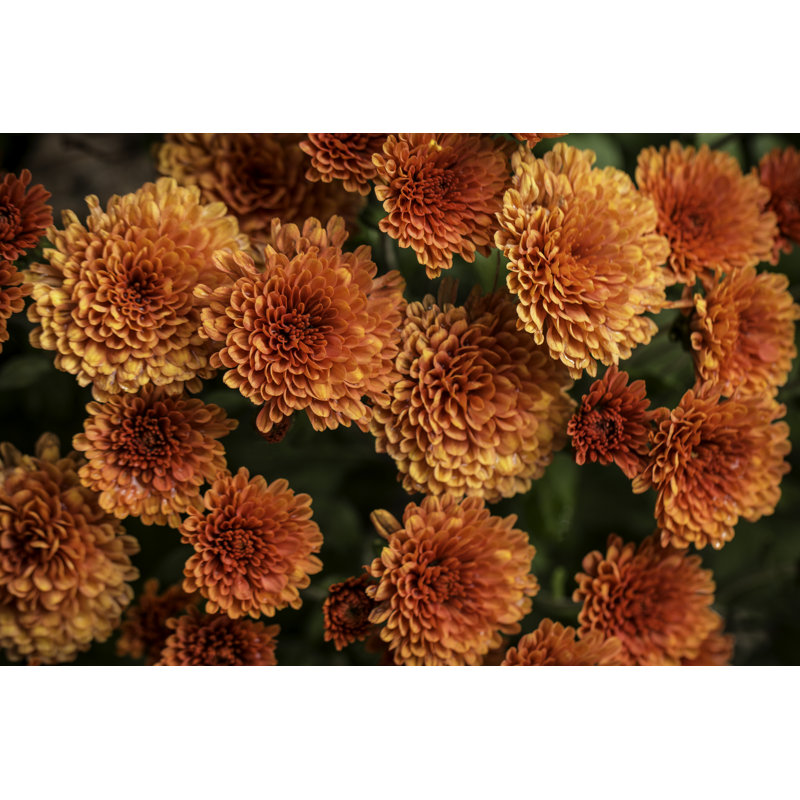 «Orange Fall Mums On Canvas» par Scottpaquette, photographie, H 12 po x l 18 po x P 1,25 po