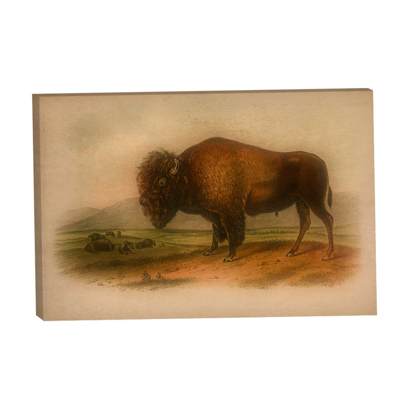 Western Bison in a Mood 24x36