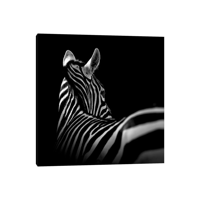 Zebra In Black And White I by Lukas Holas - Wrapped Canvas Print, 30.48cm H x 30.48cm W x 1.905cm D