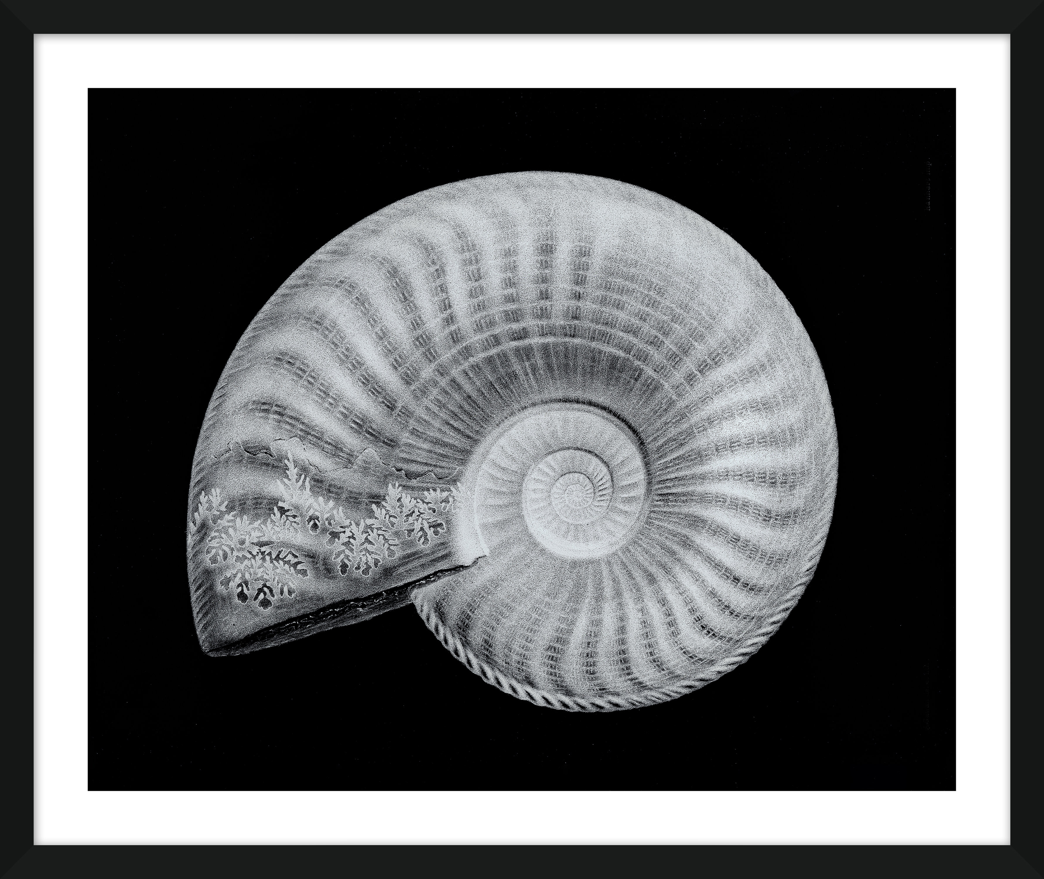 Highland Dunes 'Shells' Framed Graphic Art Print | Wayfair