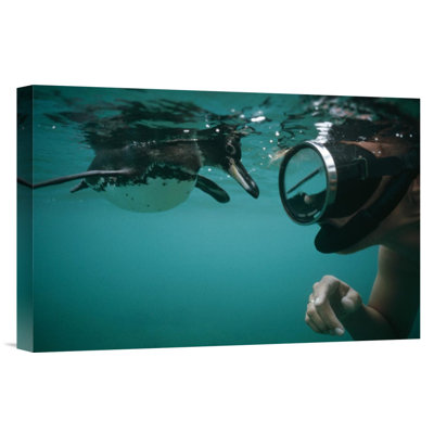 " Galapagos Penguin Playing With Snorkeler, Galapagos Islands, Ecuador "