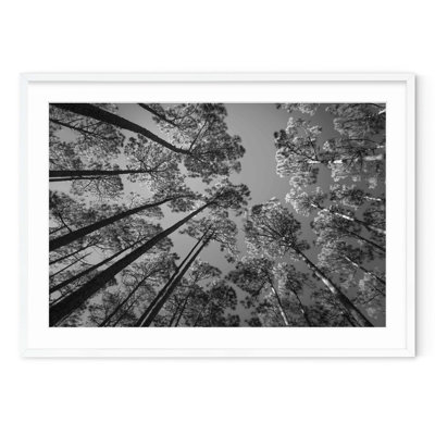 Pine Forest
