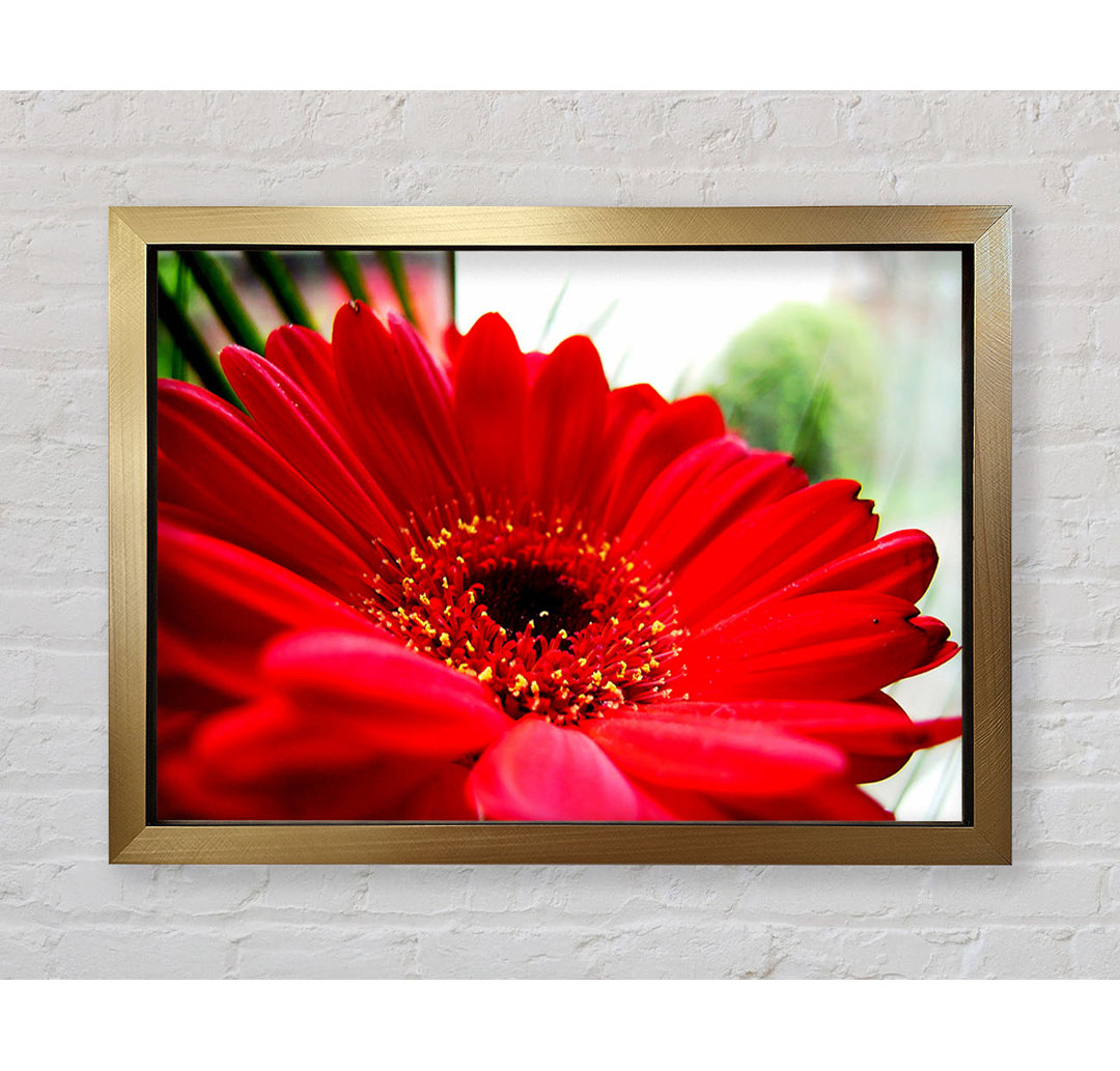 Cerise Gerbera Beauty - Druck