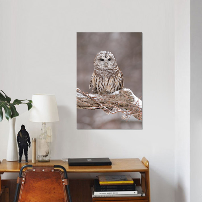 Barred Owl par Steve Gettle - reproduction d'art sur toile tendue, H 12 po x l 8 po x P 0,75 po, Toile tendue, Pas de tapis