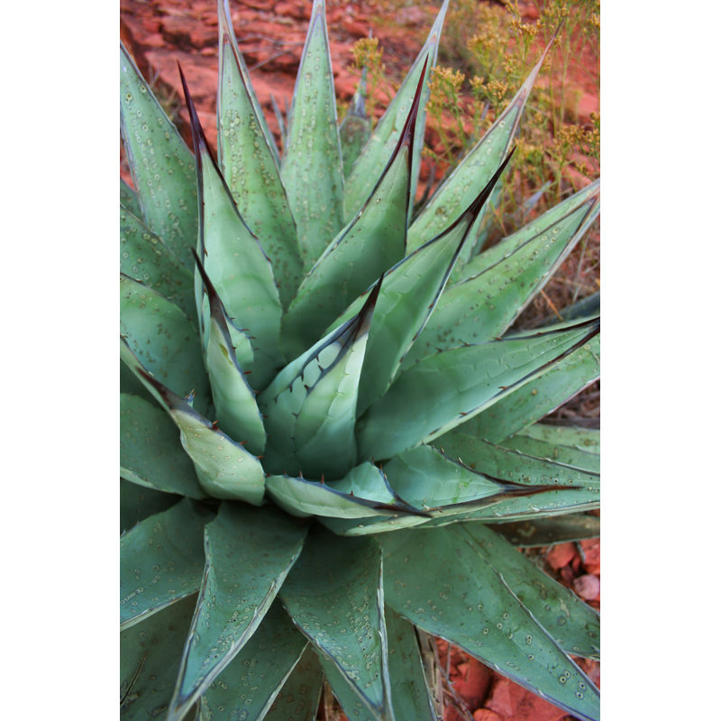 Blue Agave Plant by StoryTeller - No Frame Art Prints on Canvas, 76cm H x 51cm W