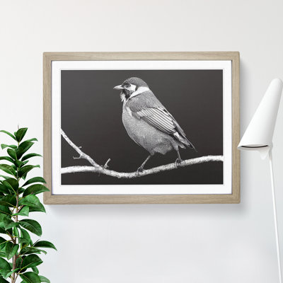 Attractive Bird - Framed Print