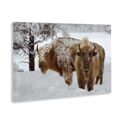 Winter White Bison Canvas, design by Mike Jones