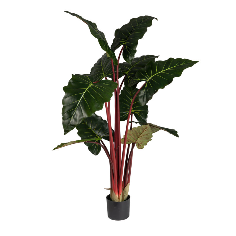 160cm Plant