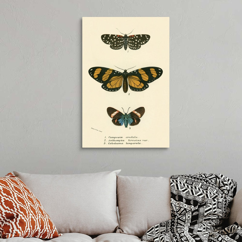 Papillons par English School - reproduction sur toile, H 36 po x l 24 po x P 1,25 po, Toile tendue