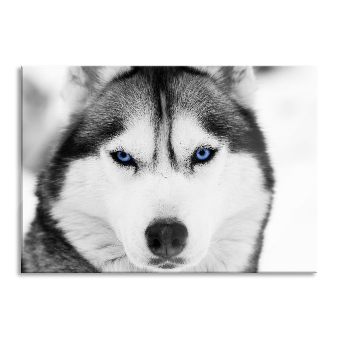 Glasbild Husky mit blauen Augen