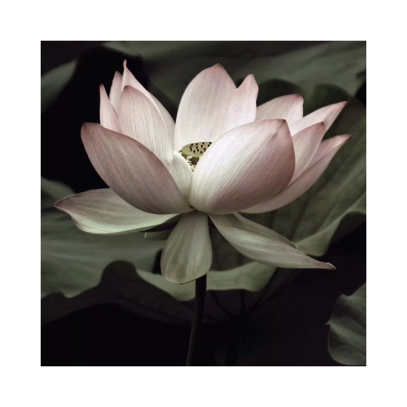 «The Lotus I» - Impression sur papier avec cadre flottant, H 12 po x l 12 po x P 1,5 po, Toile tendue