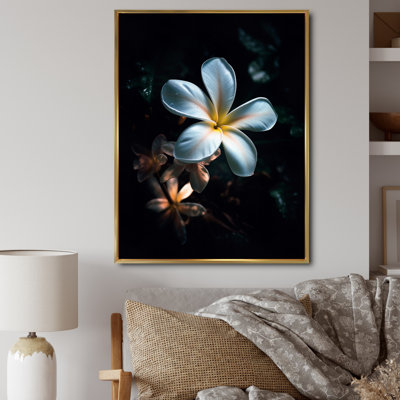 Blanc et noir exotique Plumeria Bloom III
