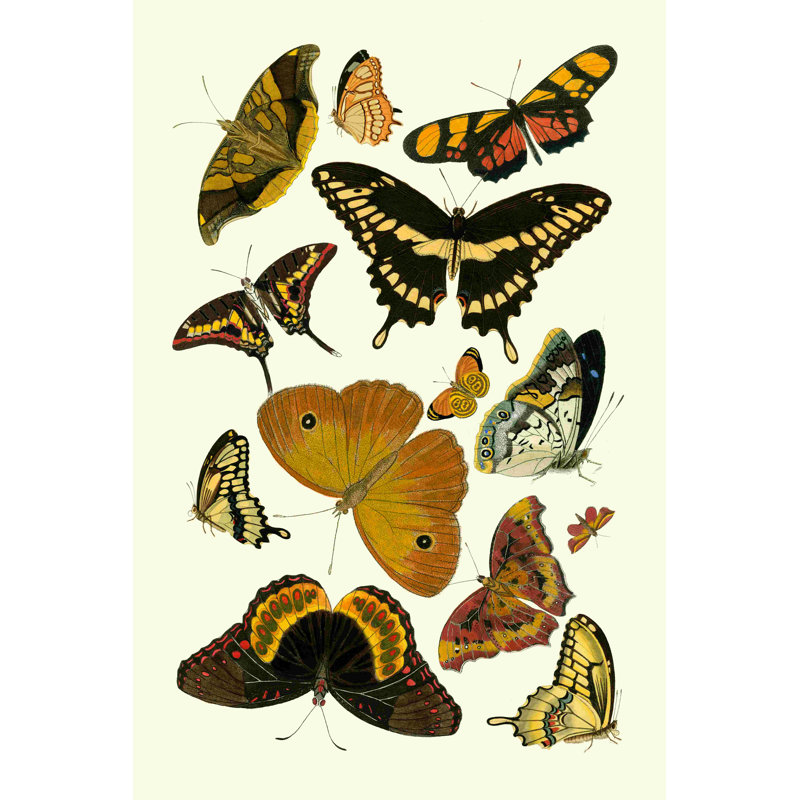 Étude du papillon jaune, H 18 po x l 12 po