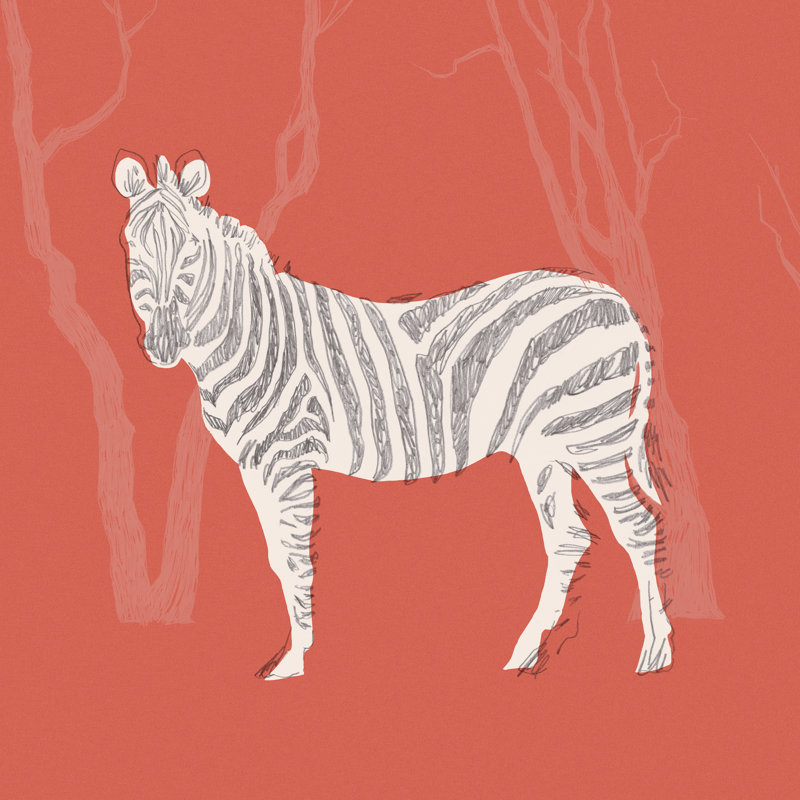 Plains Zebra II by Jacob Green - Wrapped Canvas Painting, 91cm H x 91cm W x 3.8cm D
