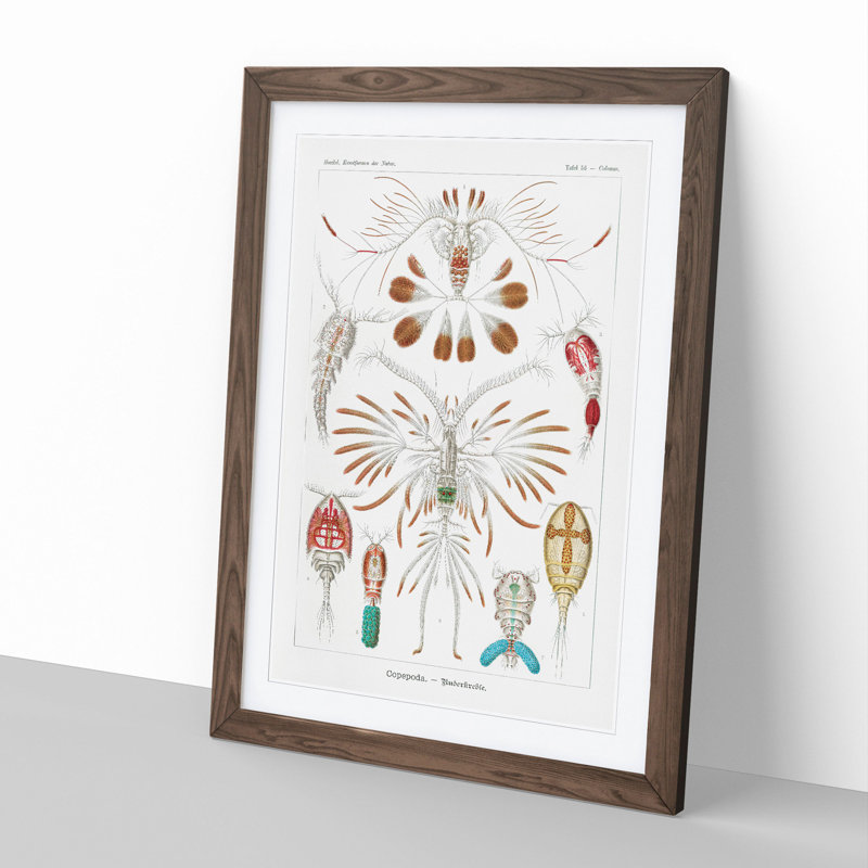 Copepod Crustaceans by Ernst Haeckel - Picture Frame Painting, Walnut Framed, 48cm H x 36cm W x 2cm D